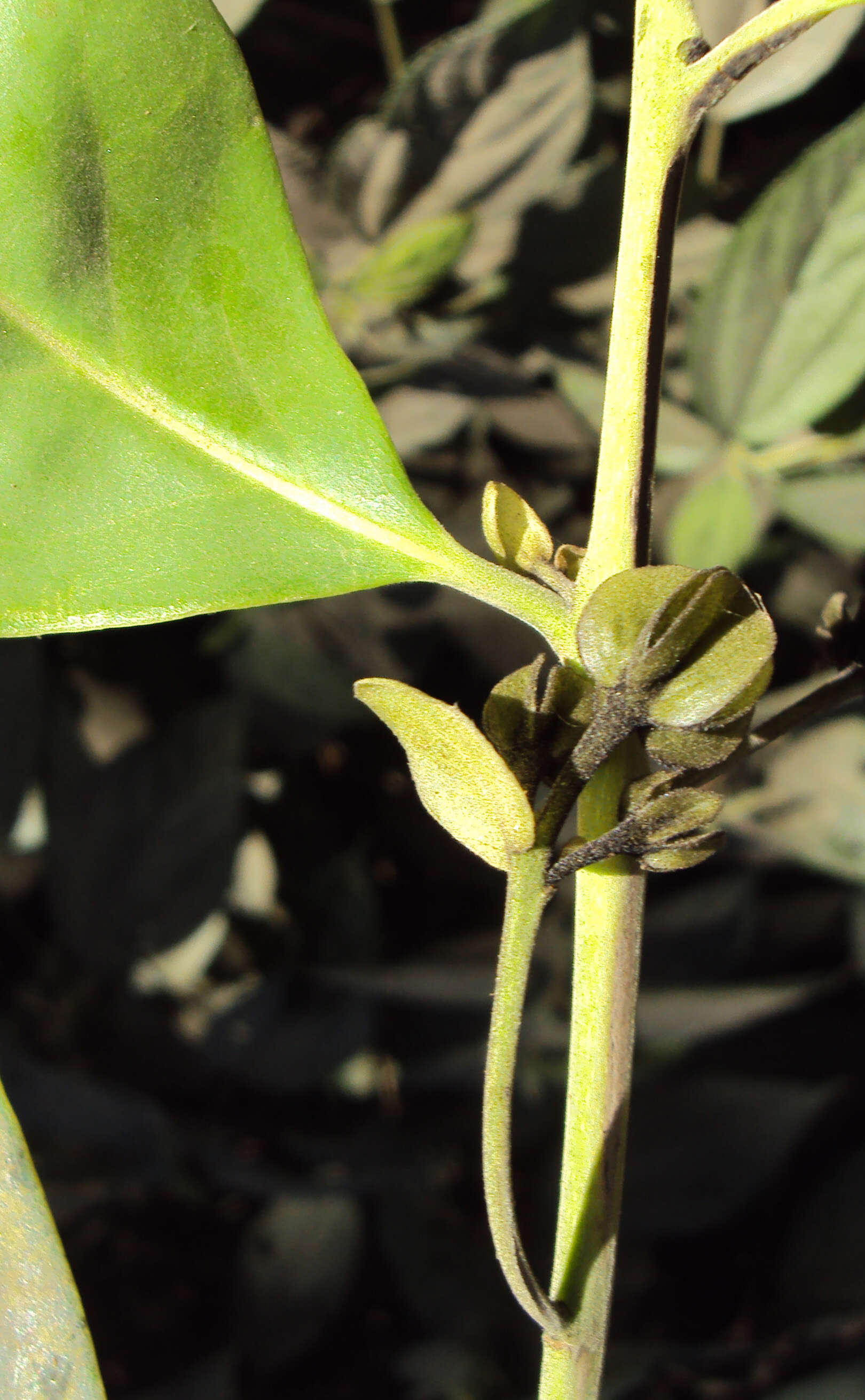 Image de Diospyros paniculata Dalzell