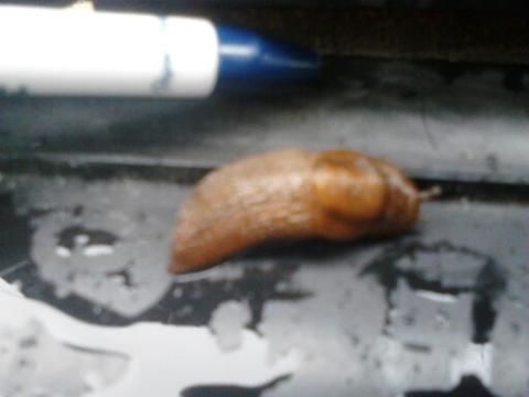 Image of Threeband gardenslug