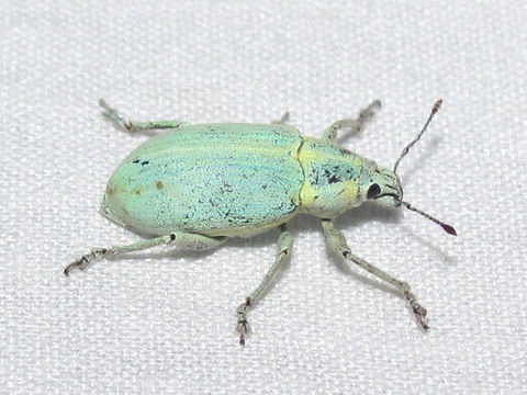 Image of Blue-green citrus weevil