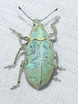 Image of Blue-green citrus weevil