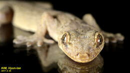 Image of Schlegel's Japanese Gecko