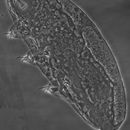 Image of Hypsibioidea