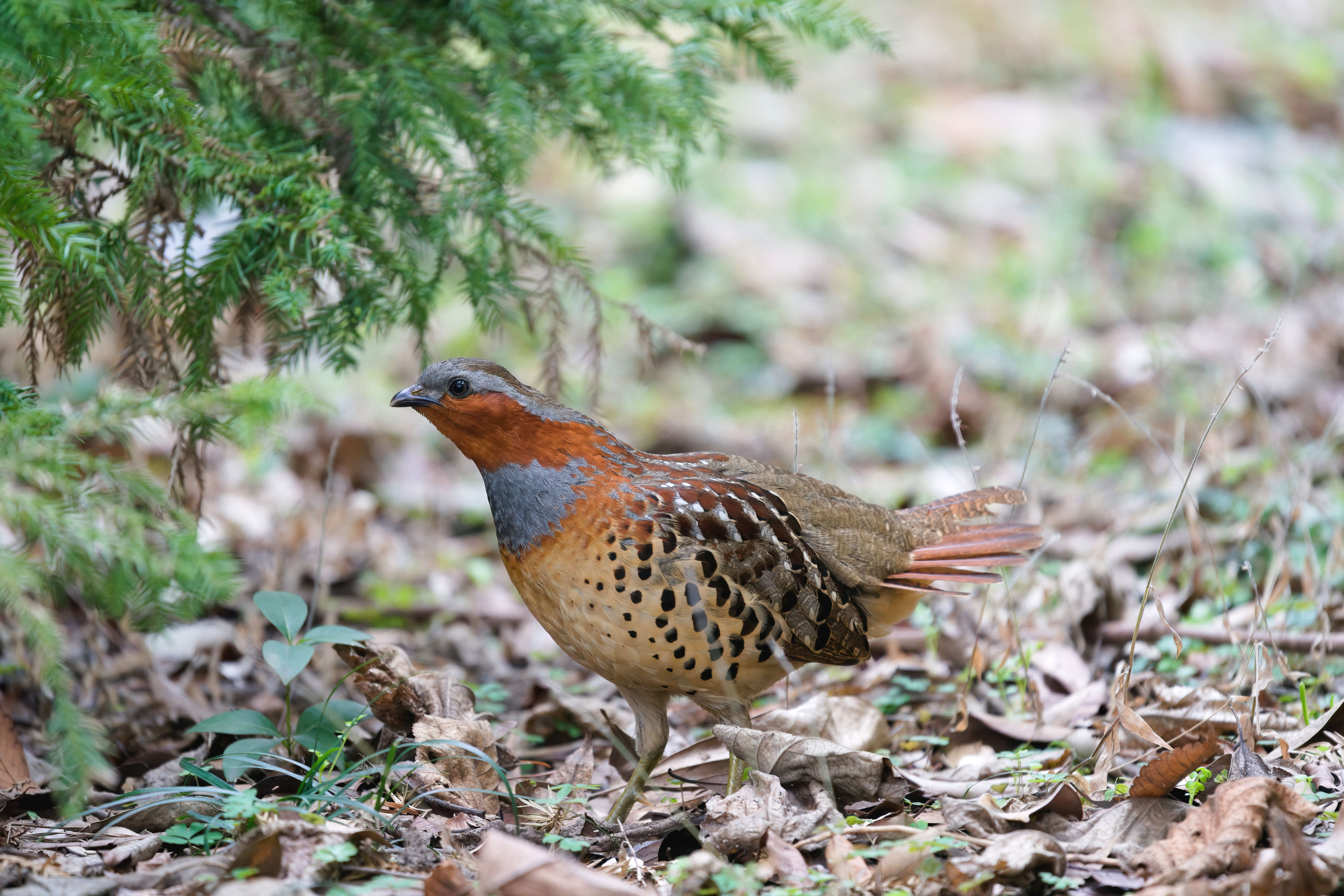 Image of Chinese Bamboo Partridge