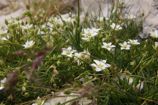 Image of Sabulina verna subsp. verna