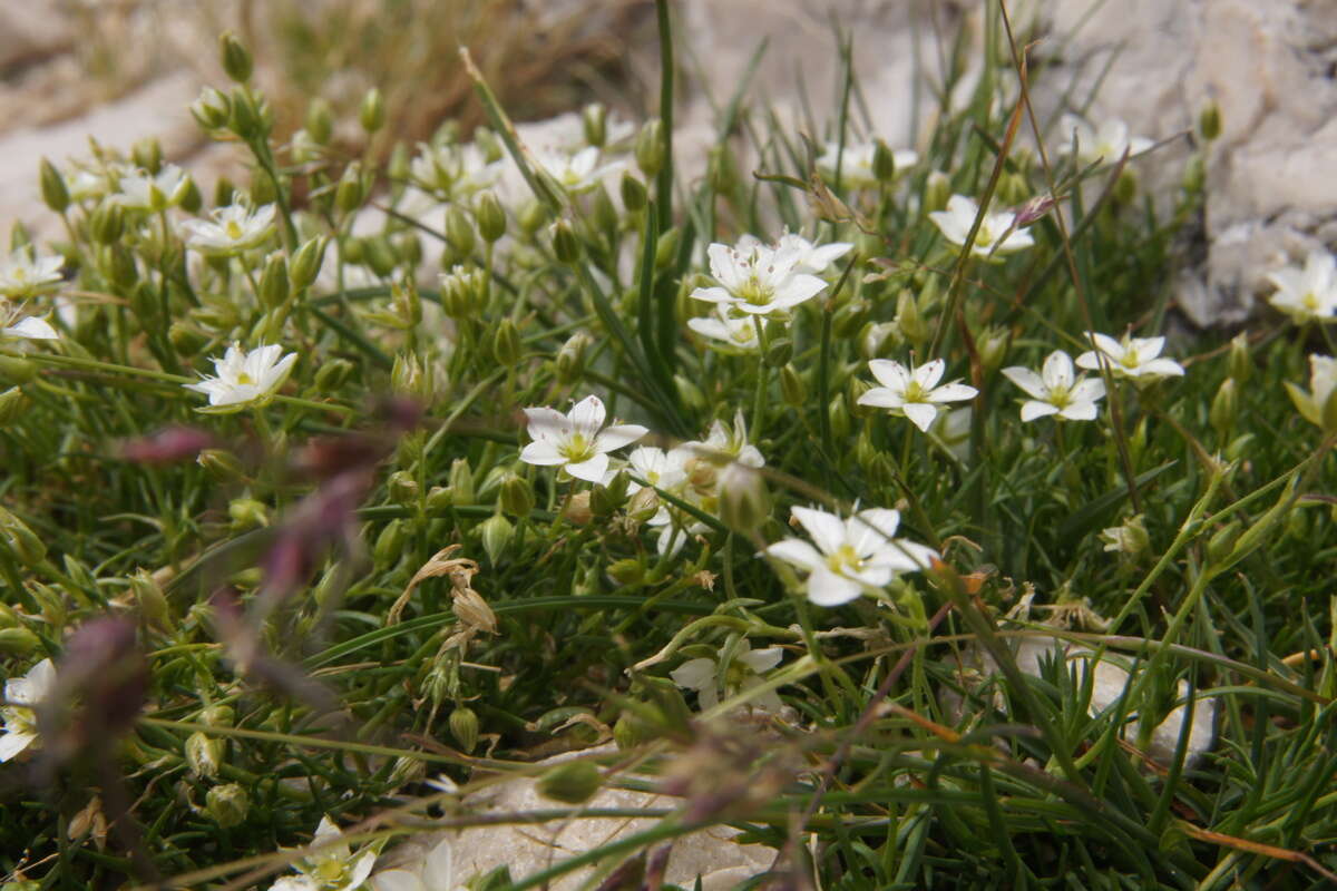 Imagem de Sabulina verna subsp. verna