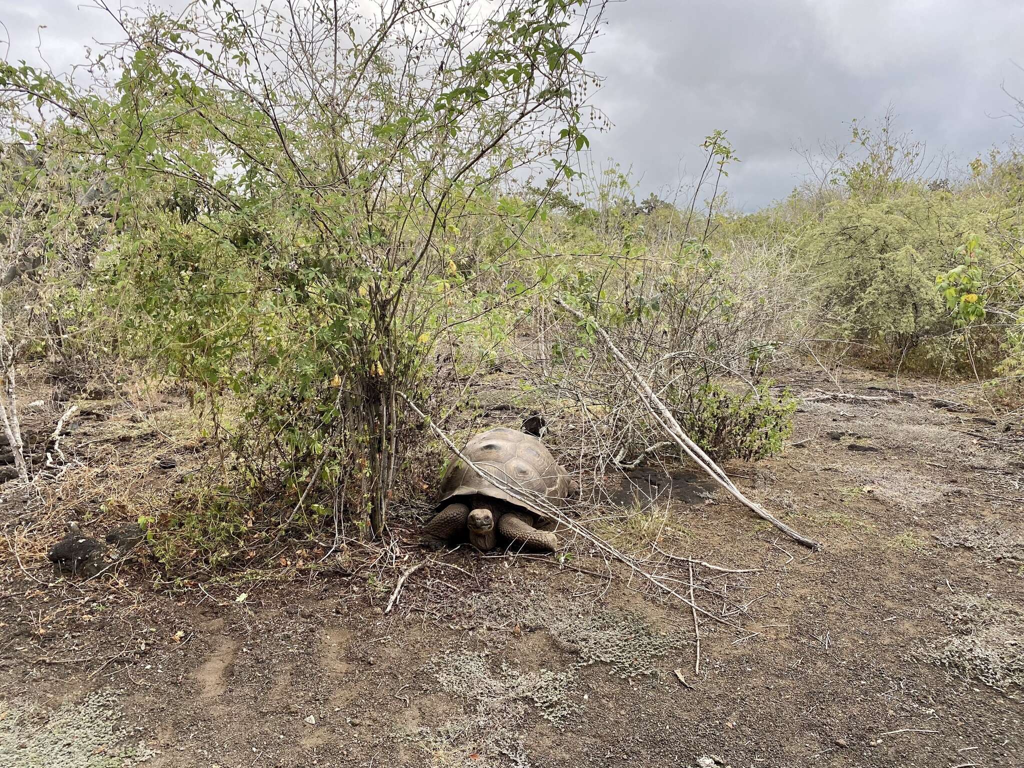 Image of Sierra Negra giant tortoise