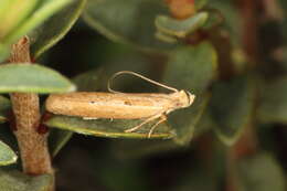 Image of Eutorna inornata Philpott 1927