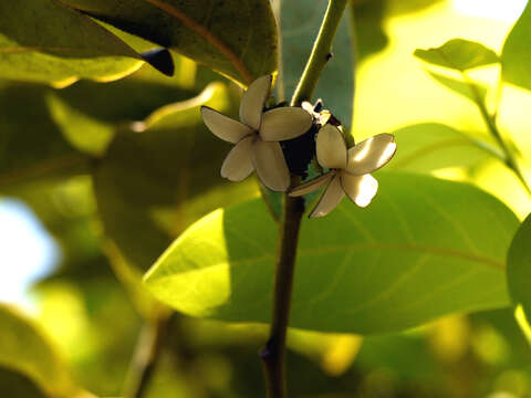 Image of Diospyros paniculata Dalzell