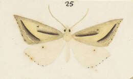 Image of Samana falcatella Walker 1863