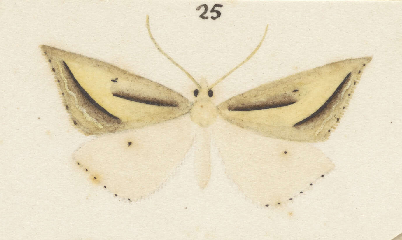 Image of Samana falcatella Walker 1863