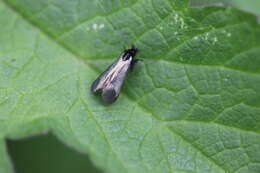 Image of Adela reaumurella