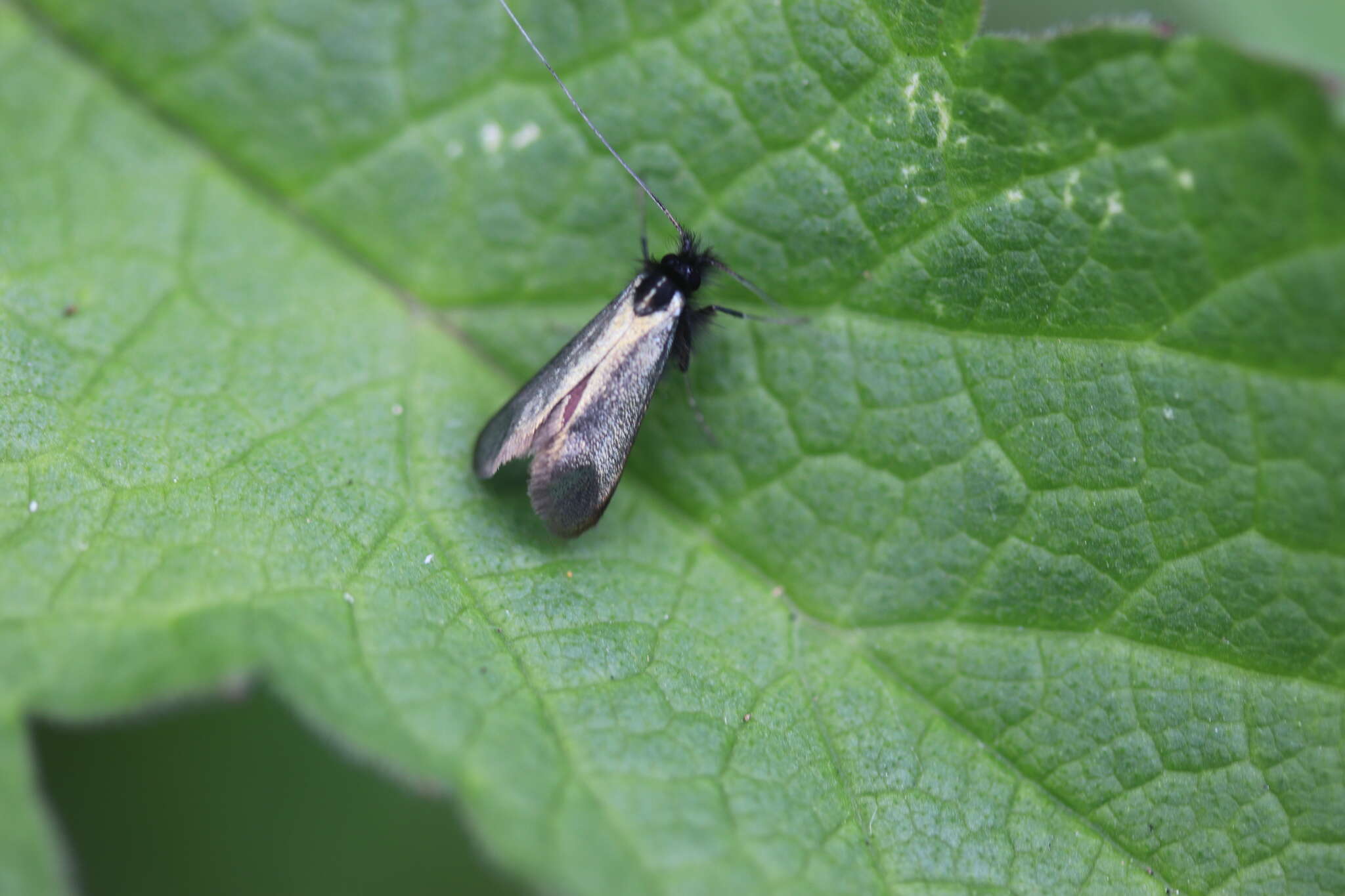 Image of Adela reaumurella