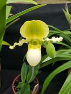 Image of Primrose Yellow Paphiopedilum