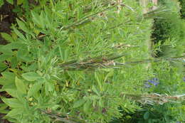 Image of Thermopsis lanceolata R. Br.