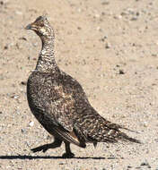 Image of Gunnison Grouse