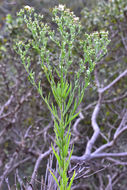Image of <i>Erigeron sumatrensis</i>