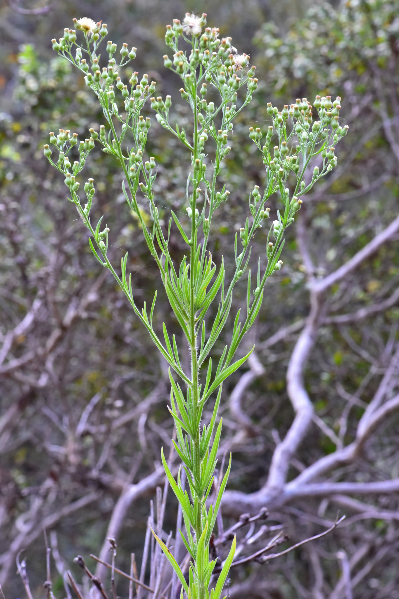 Image of <i>Erigeron sumatrensis</i>