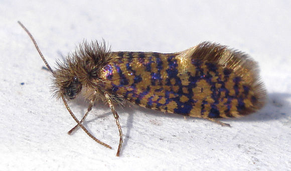 Image of birch leaf miner