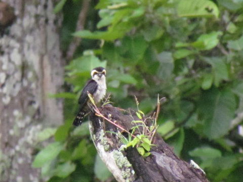 18.https www inaturalist org photos 2527546.580x360