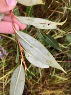 Image of Autumn Willow