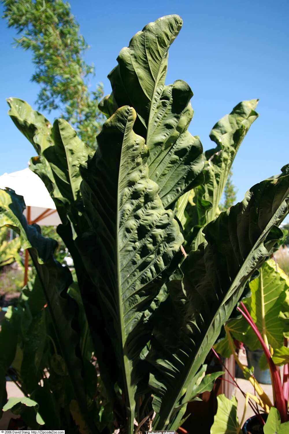 Image of Anthurium cubense Engl.