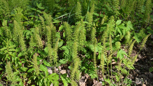 Image of Shady Horsetail