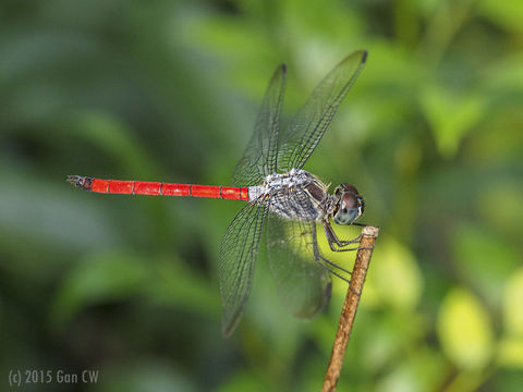 18.https www inaturalist org photos 2528461.580x360