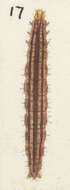 Image of flax looper