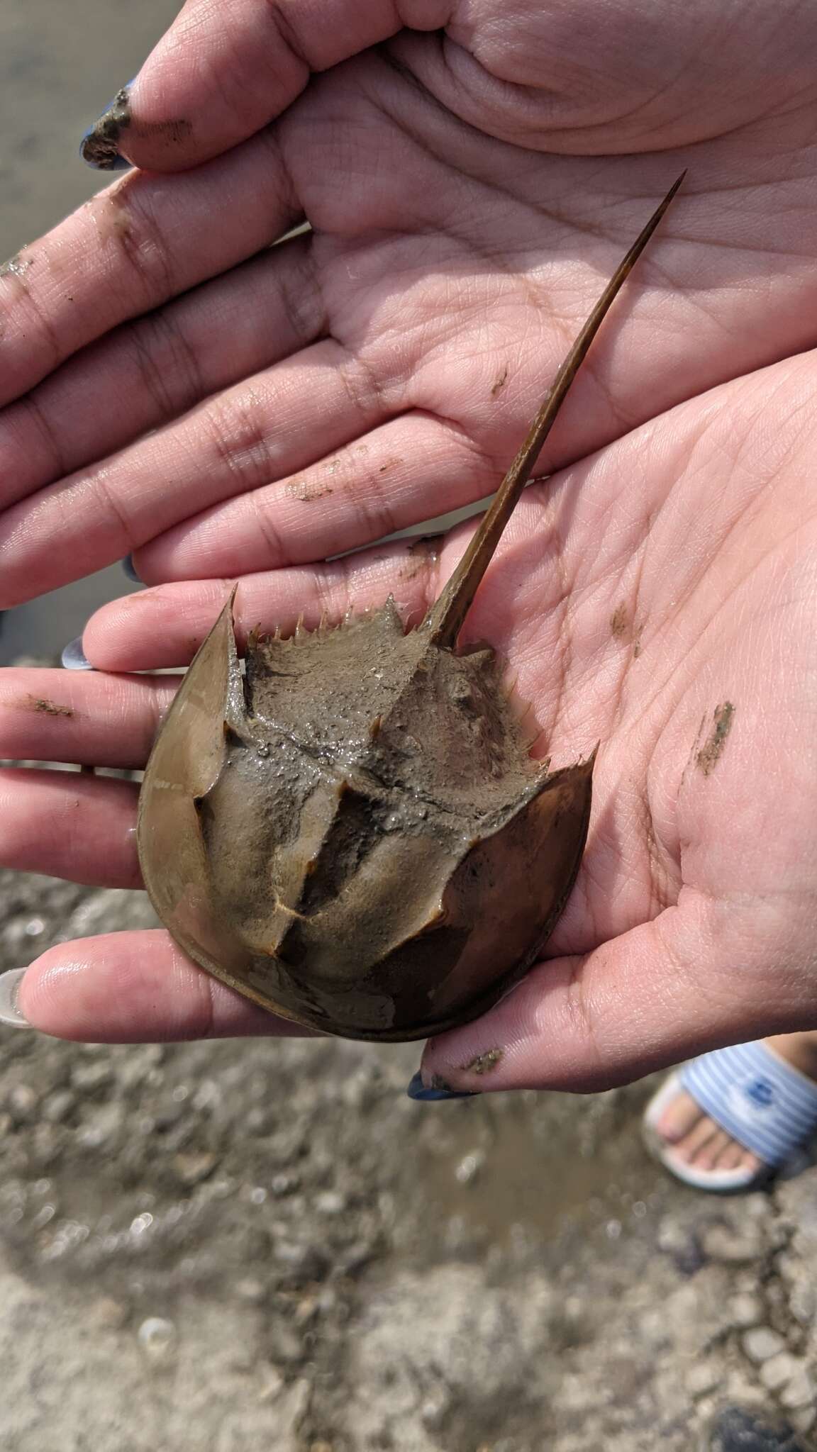 Image of Horseshoe Crab