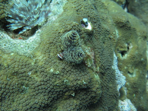 Image of Christmas tree worm