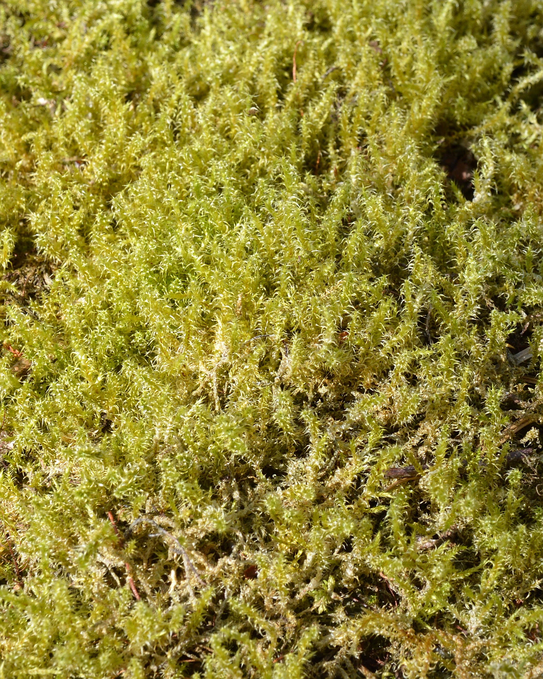 Image of square goose neck moss