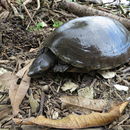 Image of Central American River Turtle