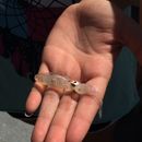 Image of <i>Doryteuthis plei</i>