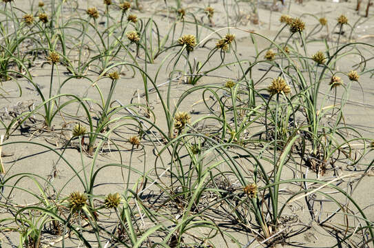 Image de Cyperus capitatus Vand.