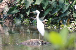Image of <i>Egretta garzetta dimorpha</i>