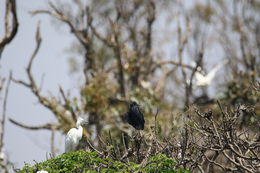 Image of <i>Egretta garzetta dimorpha</i>