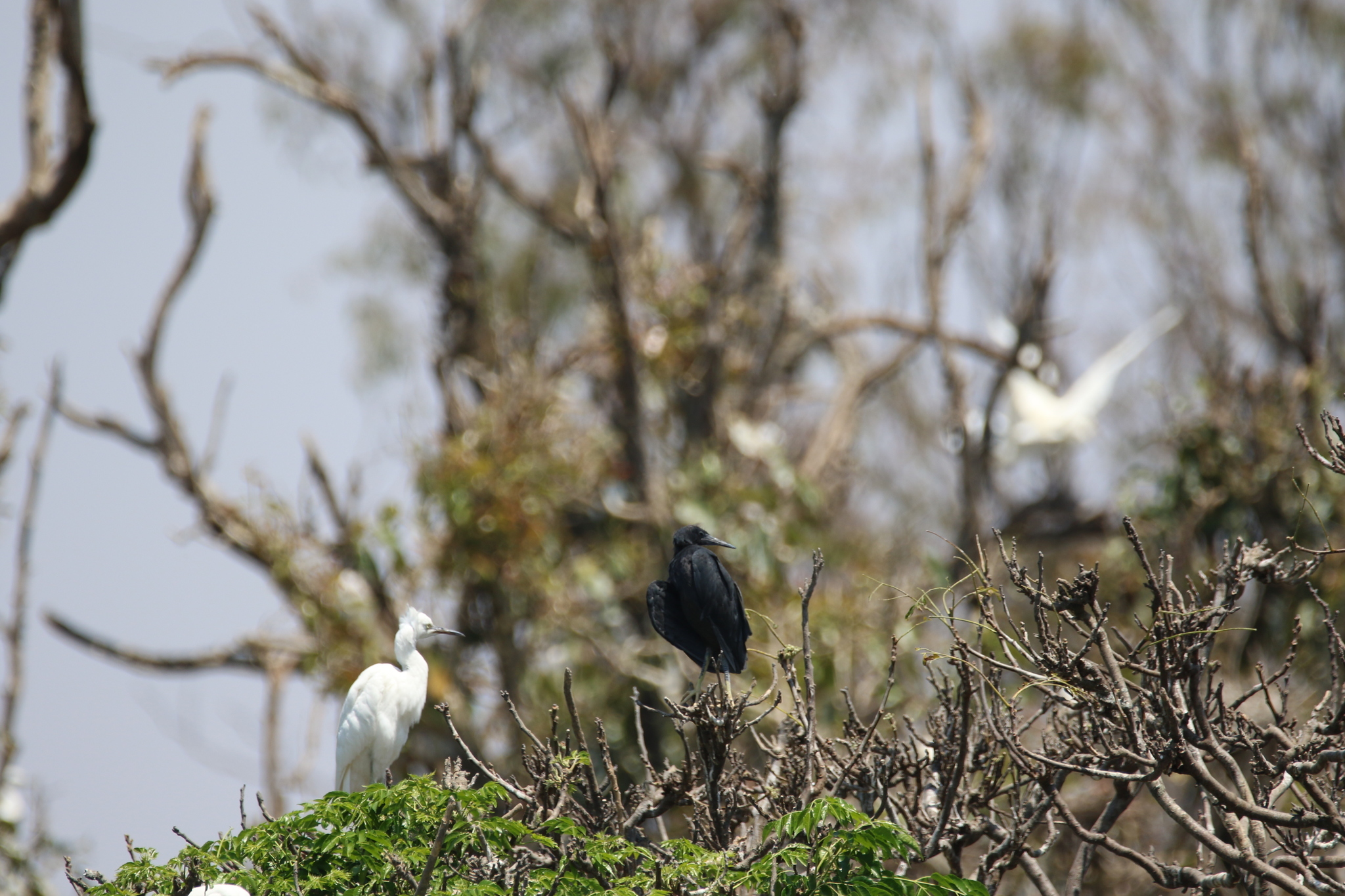 Image of <i>Egretta garzetta dimorpha</i>