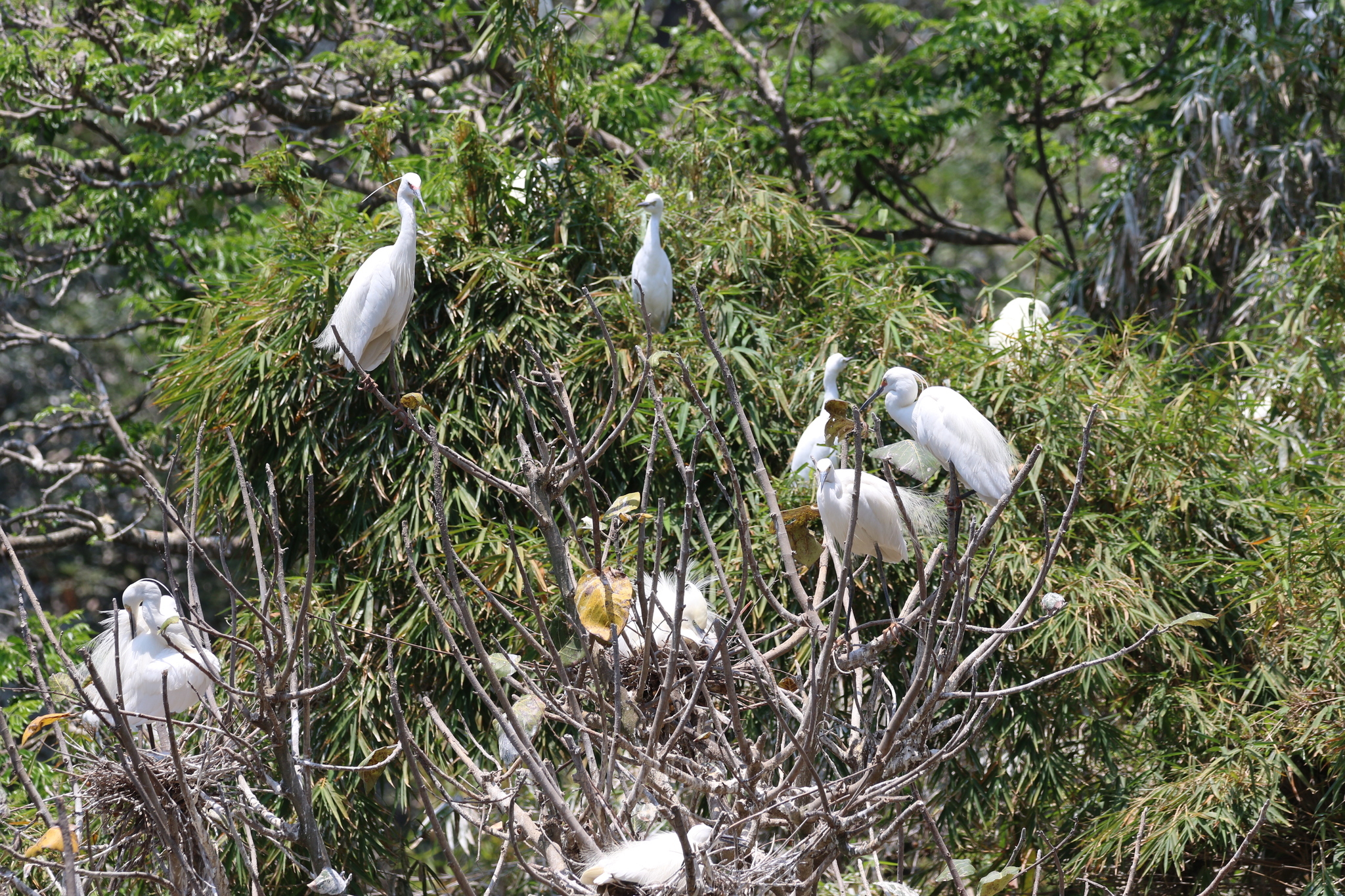 Image of <i>Egretta garzetta dimorpha</i>