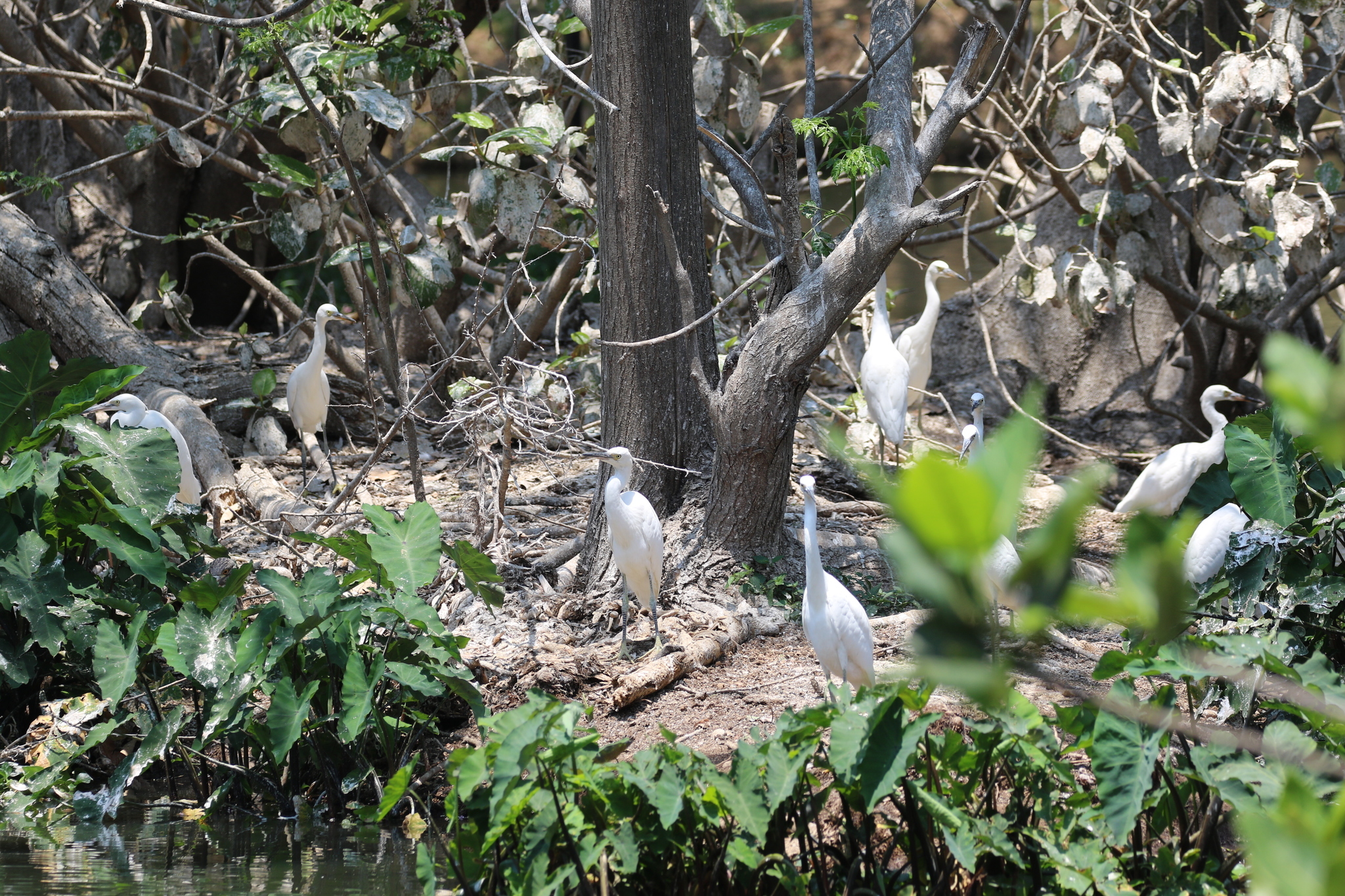 Image of <i>Egretta garzetta dimorpha</i>