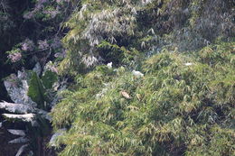 Image of <i>Egretta garzetta dimorpha</i>