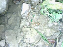 Image of Hochstetter's Frog