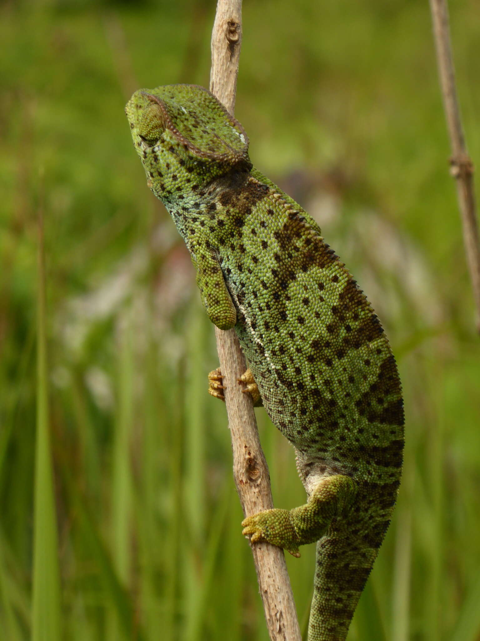 Image of Graceful Chameleon