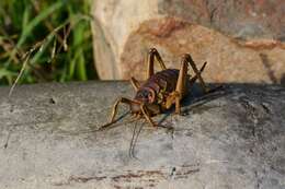 صورة Deinacrida rugosa Buller 1871