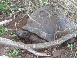 Image of Sierra Negra giant tortoise