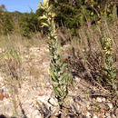 Image of <i>Brickellia dentata</i>