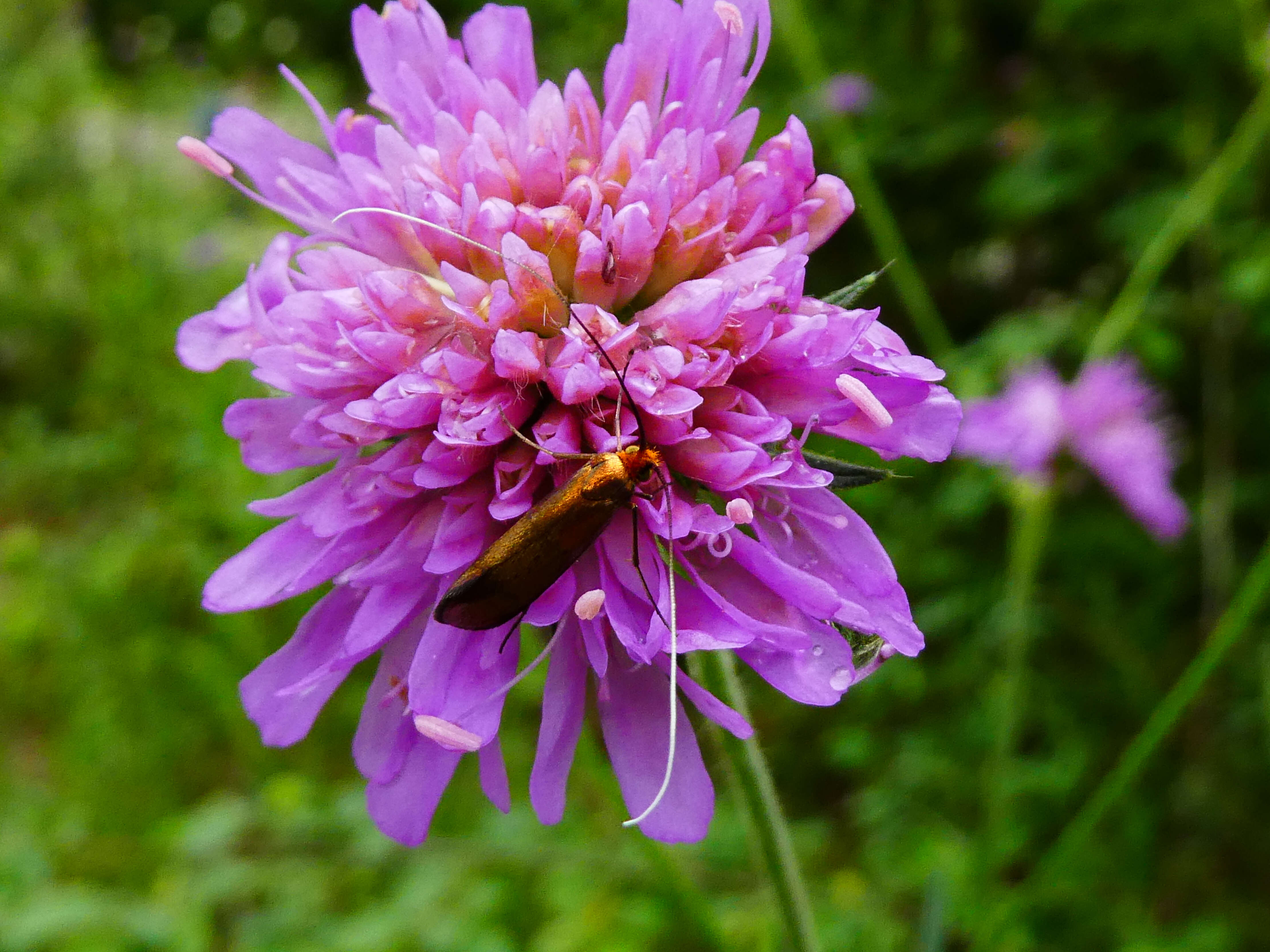 Image of Nemophora metallica