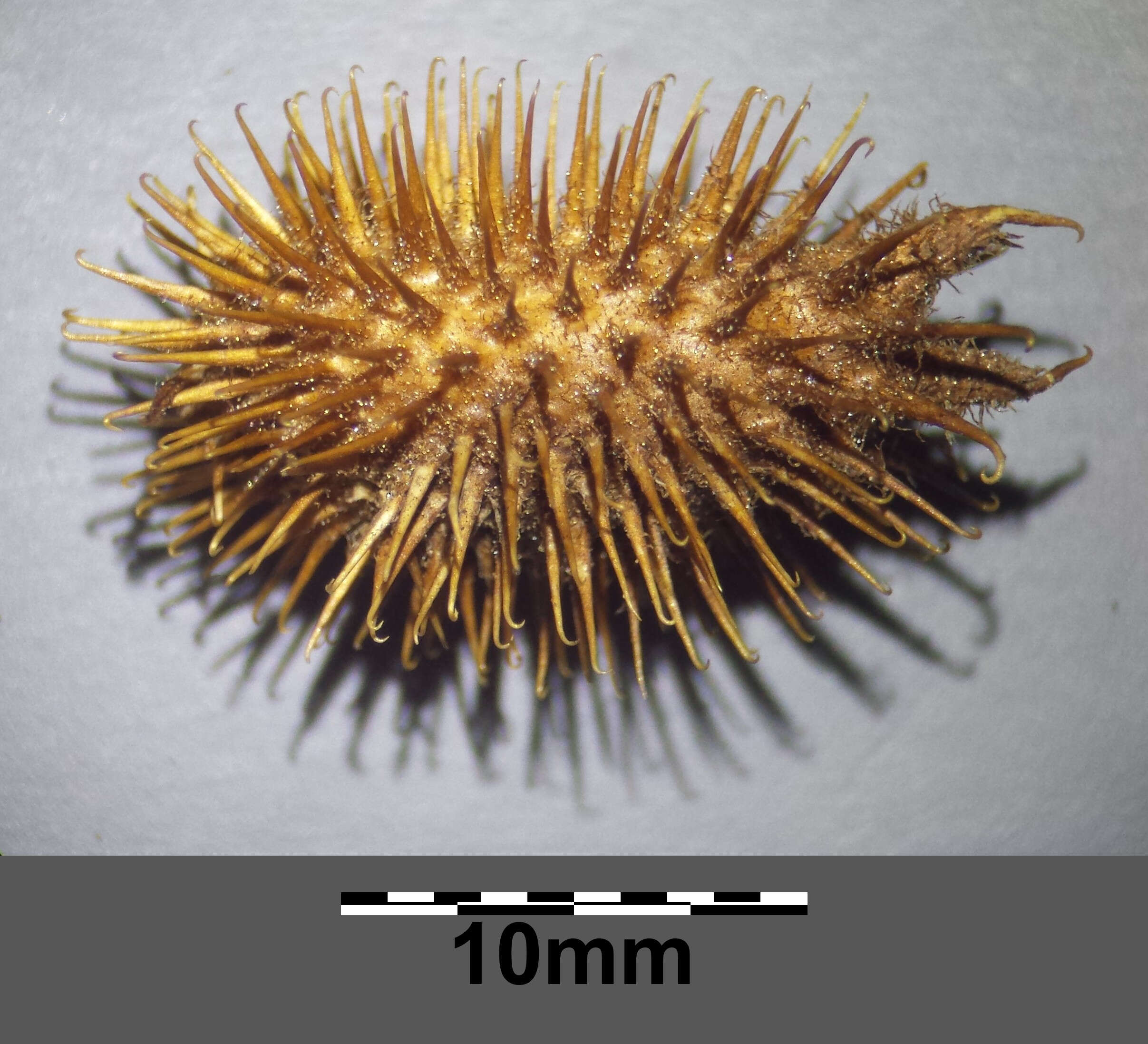 Imagem de Xanthium orientale L.