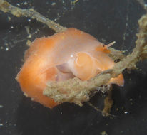 Image of <i>Marseniopsis sharonae</i> (Willett 1939)