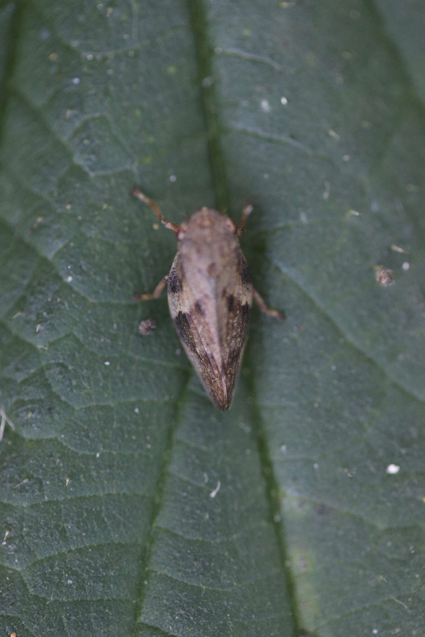 Image of European Alder Spittlebug