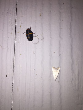 18.https www inaturalist org photos 2536270.580x360